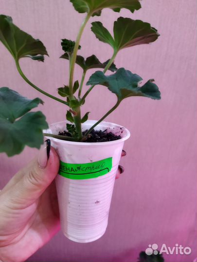 Пеларгонии сортовые