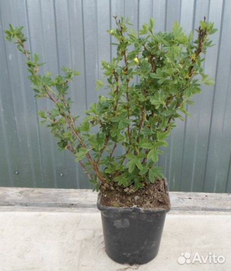 Лапчатка жёлтая