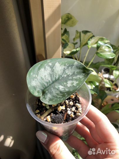 Сциндапсус пиктус