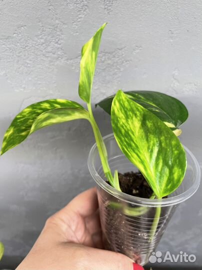 Эпипремнум (сциндапсус) золотистый