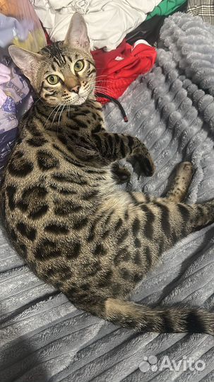 Бенгальский кот вязка