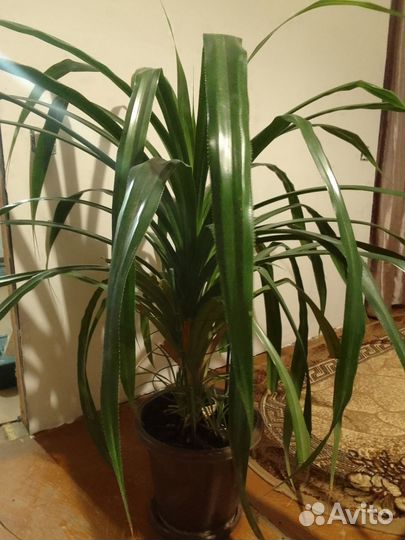 Комнатное растение панданус