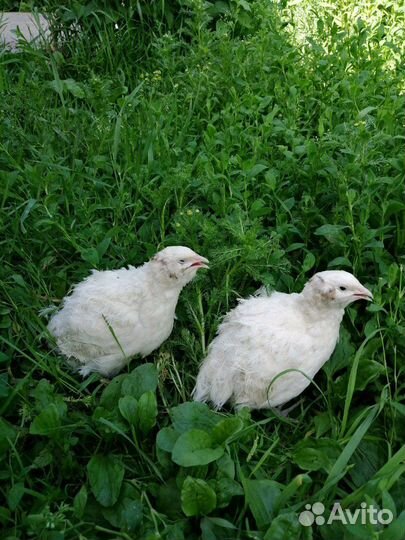 Перепела несушки