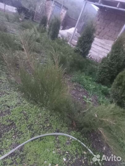 Саженцы туи оптом в розницу