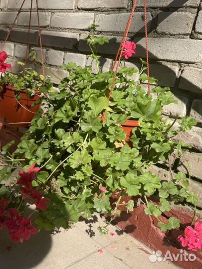 30штук Кашпо горшок для цветов