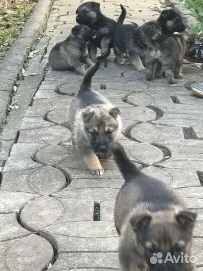 Немецкая овчарка
