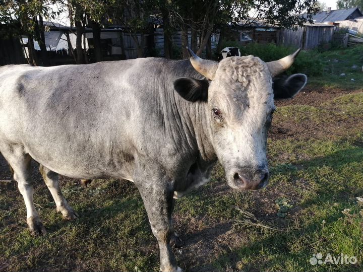 Продам Быка на мясо
