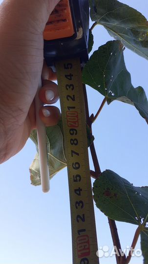 Саженци плодовых деревьев