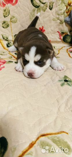 Щенки хаски