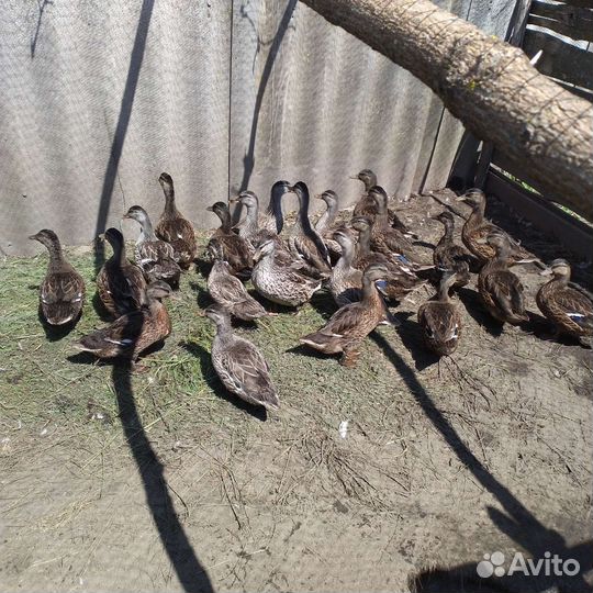 Подсадные Утки