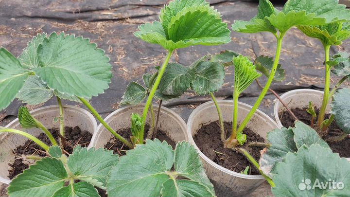 Купчиха саженцы клубники земклуники