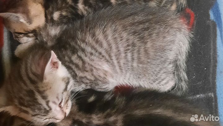 Кошки