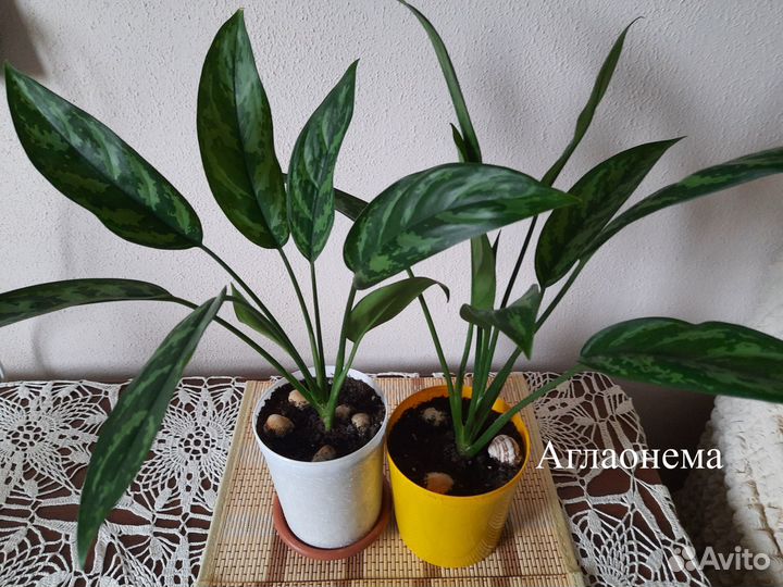 Комнатные цветы