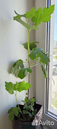 Инжир домашний