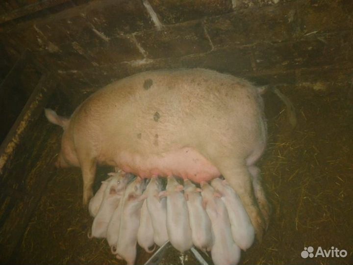 Поросята русской белой и вьетнамской породы