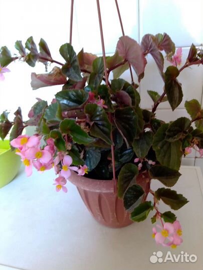 Бегония вечноцветущая