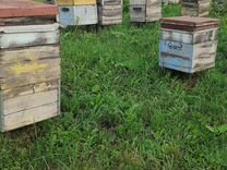 Продам пчелосемьи заринск Алтайского Края