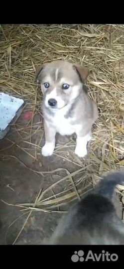 Щенки бесплатно