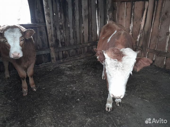 Быки и телки