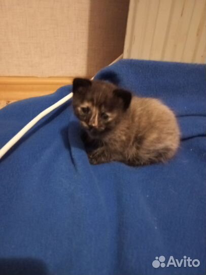 Отдам в добрые руки двух котят