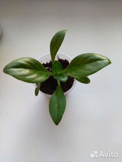 Хирита sweetdreams, Picolo и aiko