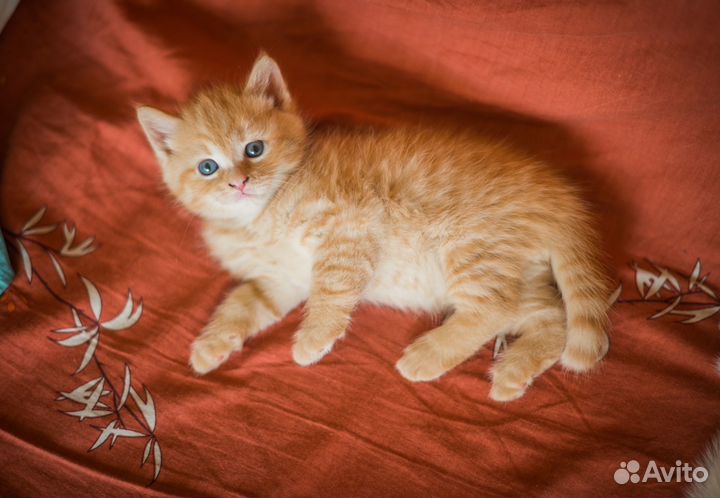 Котята от турецкой ангоры