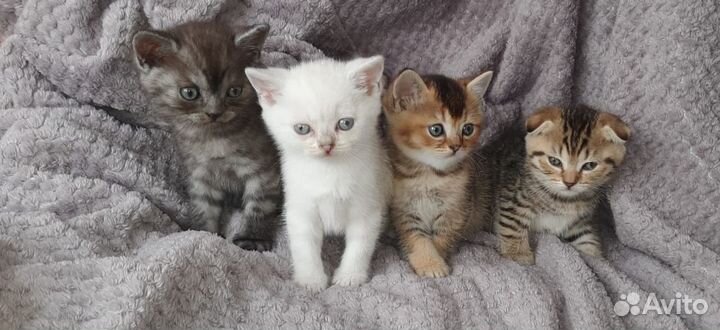 Шотландские котята