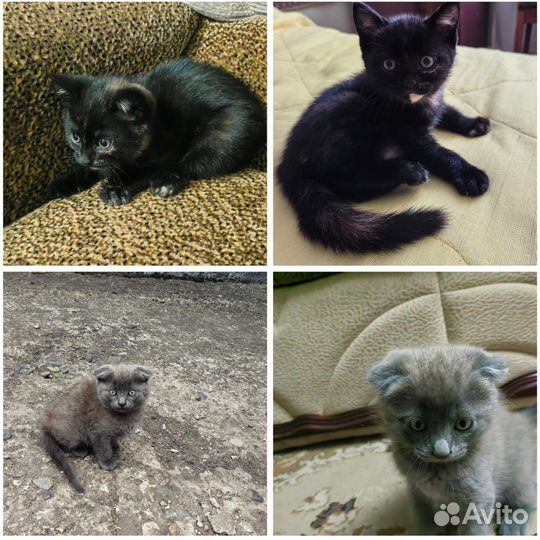 Котята в добрые руки