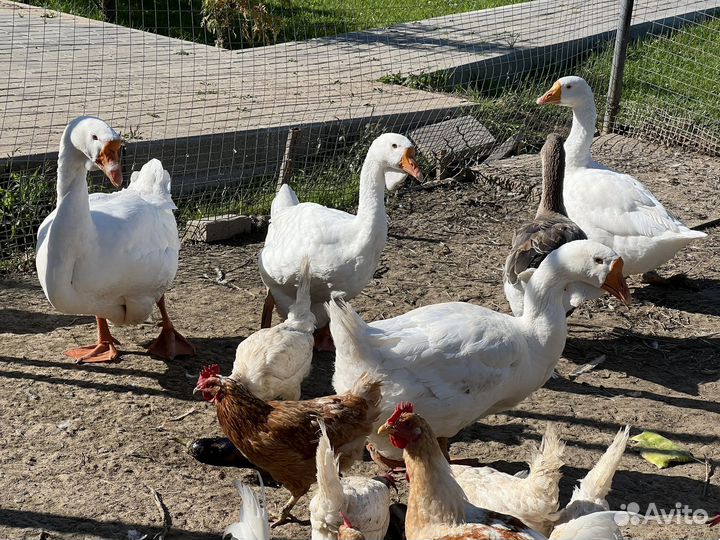 Продаются гуси
