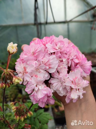 Пеларгонии сортовые