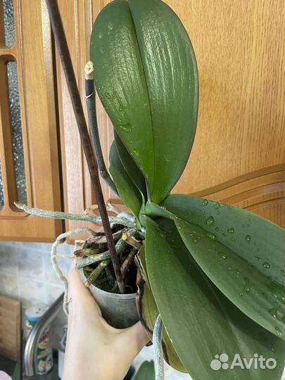 Орхидея фаленопсис