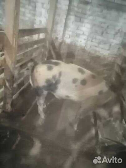 Продам молодого хряка