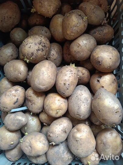 Семенной картофель