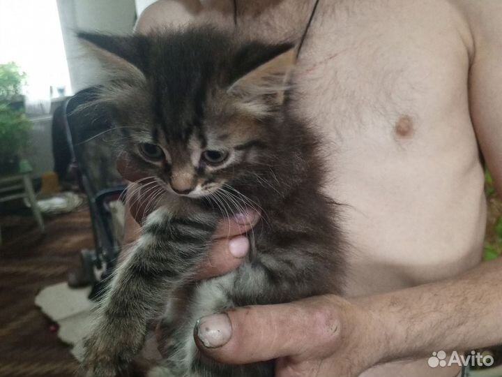 Кошка