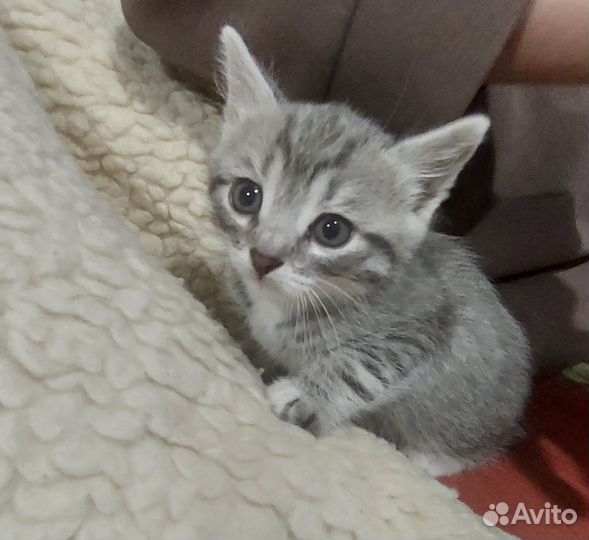 Котики бесплатно