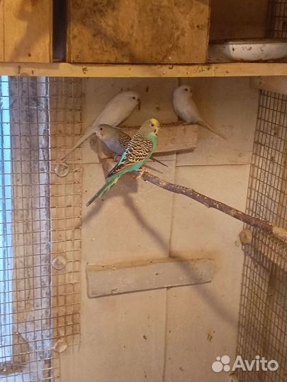 Волнистые попугаи и неразлучники