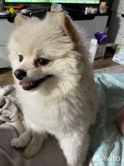 Вязка собак