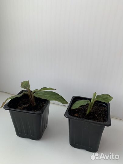 Калатея руфибарба