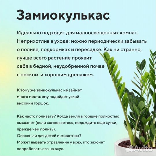 Замиокулькас