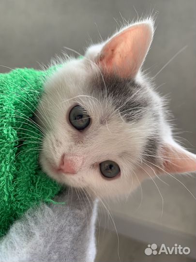 Трогательный котенок ищет дом