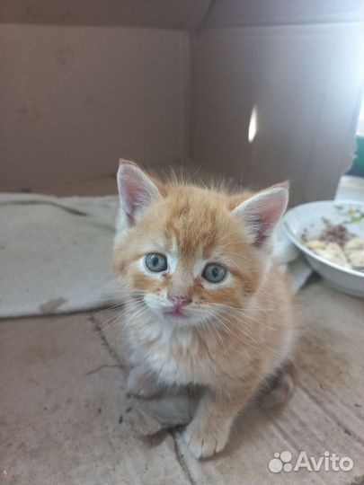 Рыжие котики