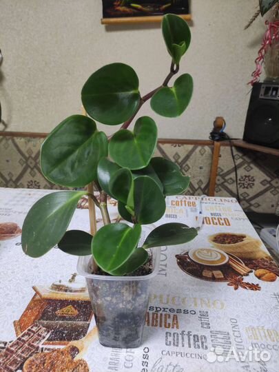 Комнатные цветы