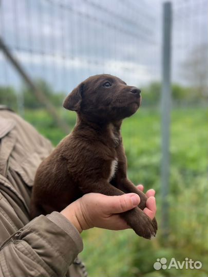 Щенки ищут дом