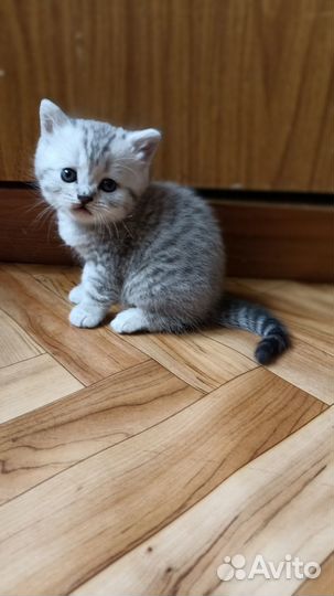Шотландские котята