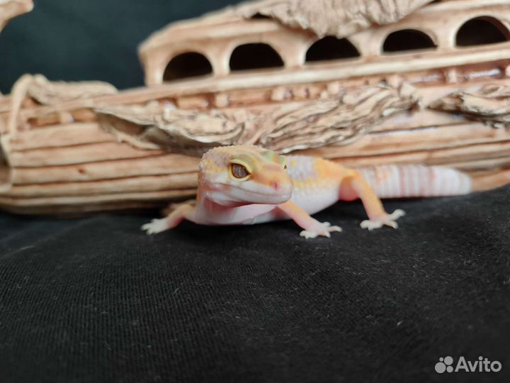 Геккон эублефар