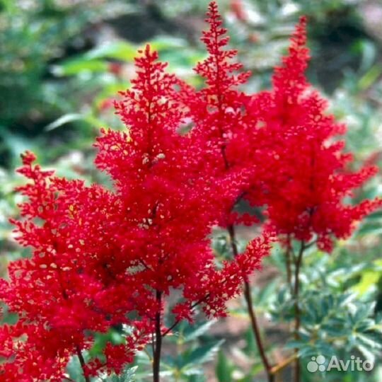 Астильба Красная