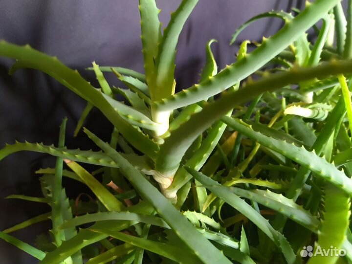 Алоэ столетник целебный