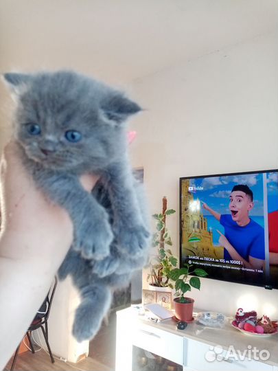 Британская