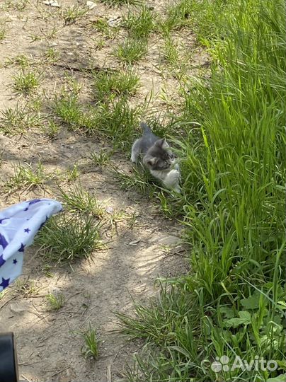 Коты бесплатно