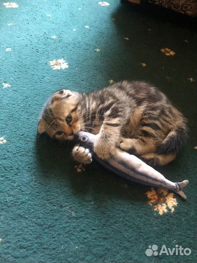 Шотландские котята